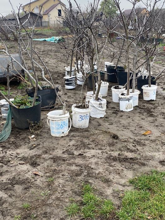 Vand smochini de culoare mov si galben