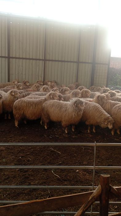 Oi bala de Bistrita cu certificat de origine