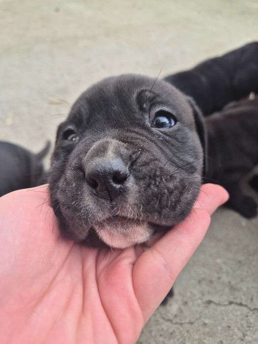 Кане Корсо / Cane Corso