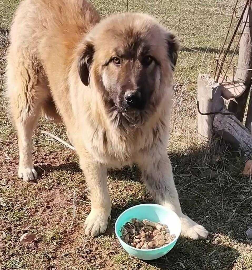 Adopție caine metis ciobanesc adult