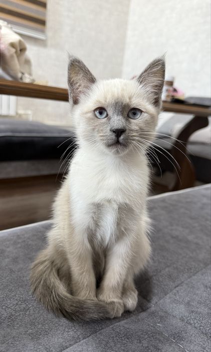 Siam mushukcha 1 qizaloq (сиамский котенок) Termiz