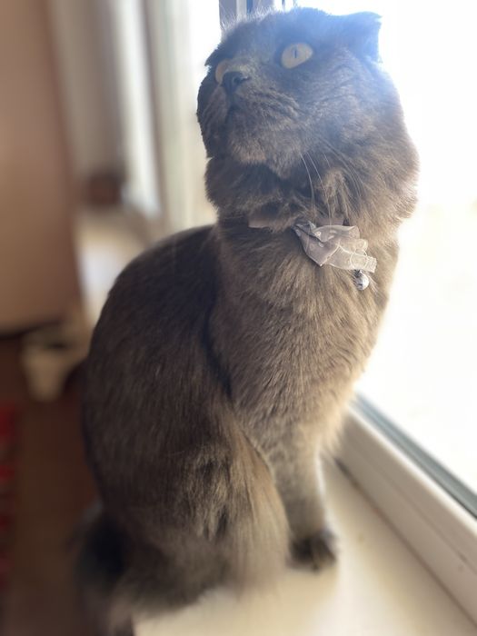 Зотдор мушук киз бола кул рангда жуда аккили гапга кулок солади 1 йош