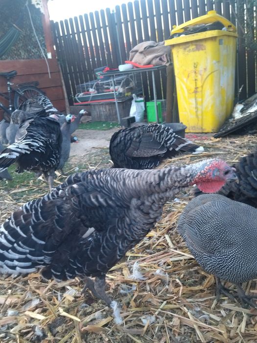 Vând curci de casă 7 luni.