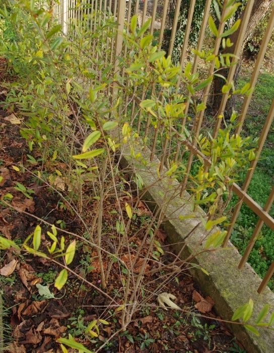 Нар. Аклиматизирани фиданки  .