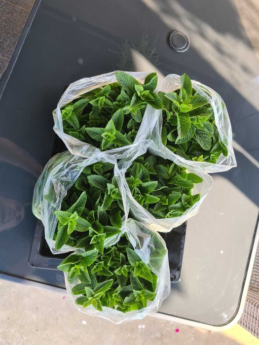 Menta olandeza proaspata, bio - colaborare baruri / restaurante