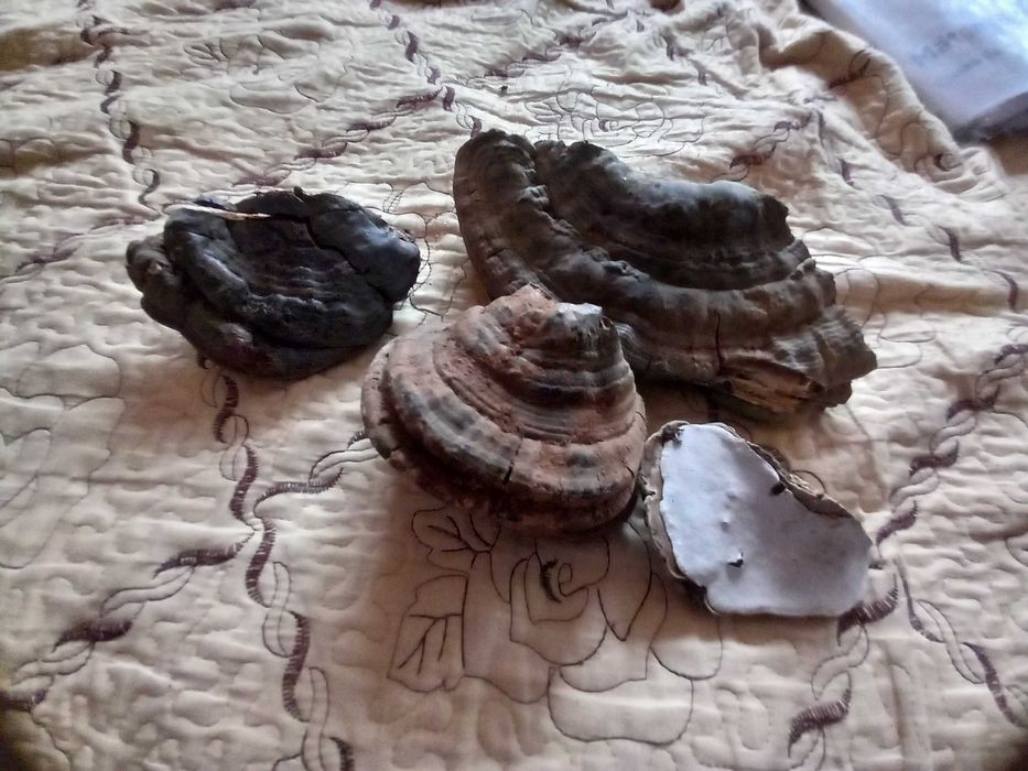 Ciuperci medicinale ganoderma aplanatum