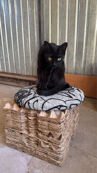 Отдам кошку 8 месяцев