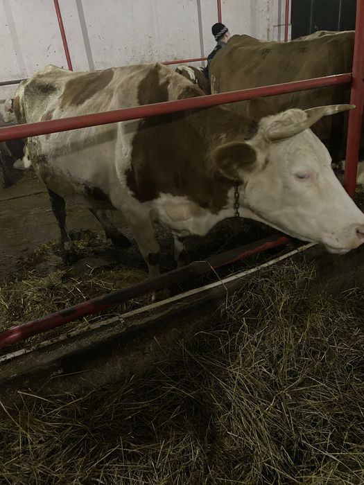 Vaci de vanzare Baltata Romaneasca