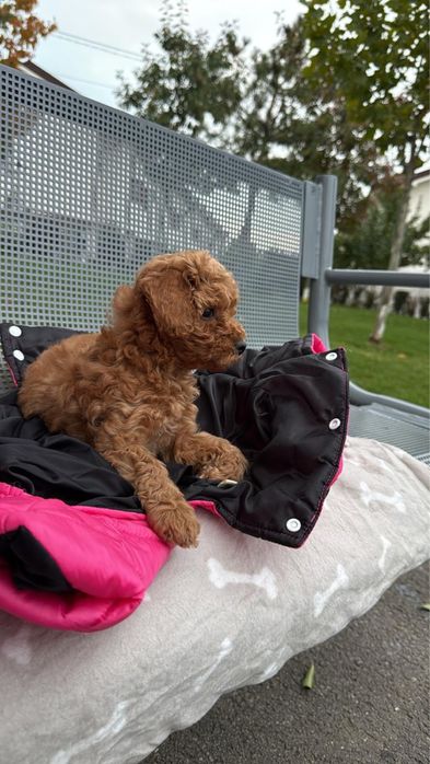 Poodle red, puiuț femelă talie mică