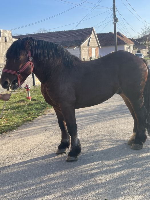 Vand armasar de 4ani