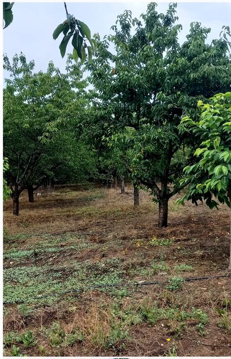 Продава се Къща в с. Малко Дряново, Област Стара Загора - 56 кв.м за 200 €/кв.м - Снимка #4