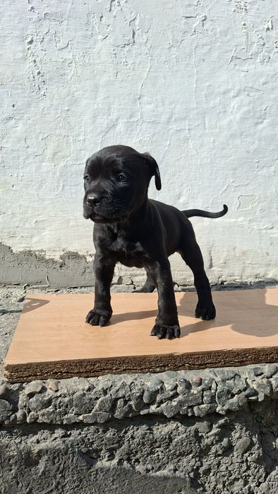 Продам Щенка Чистокровная Кане Корса девочка