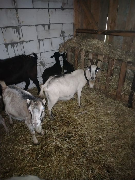 Vînd capere și un țap