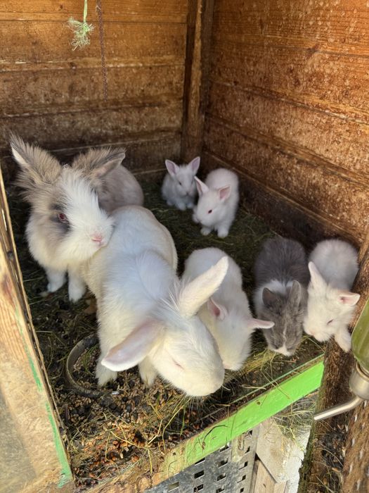 Vand iepurasi de rasa