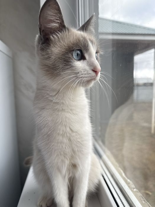 Кошка и котята даром