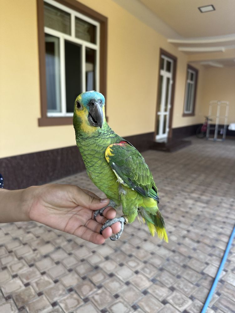 Синий лобий Амазон сотилади ручной 1 ёш.