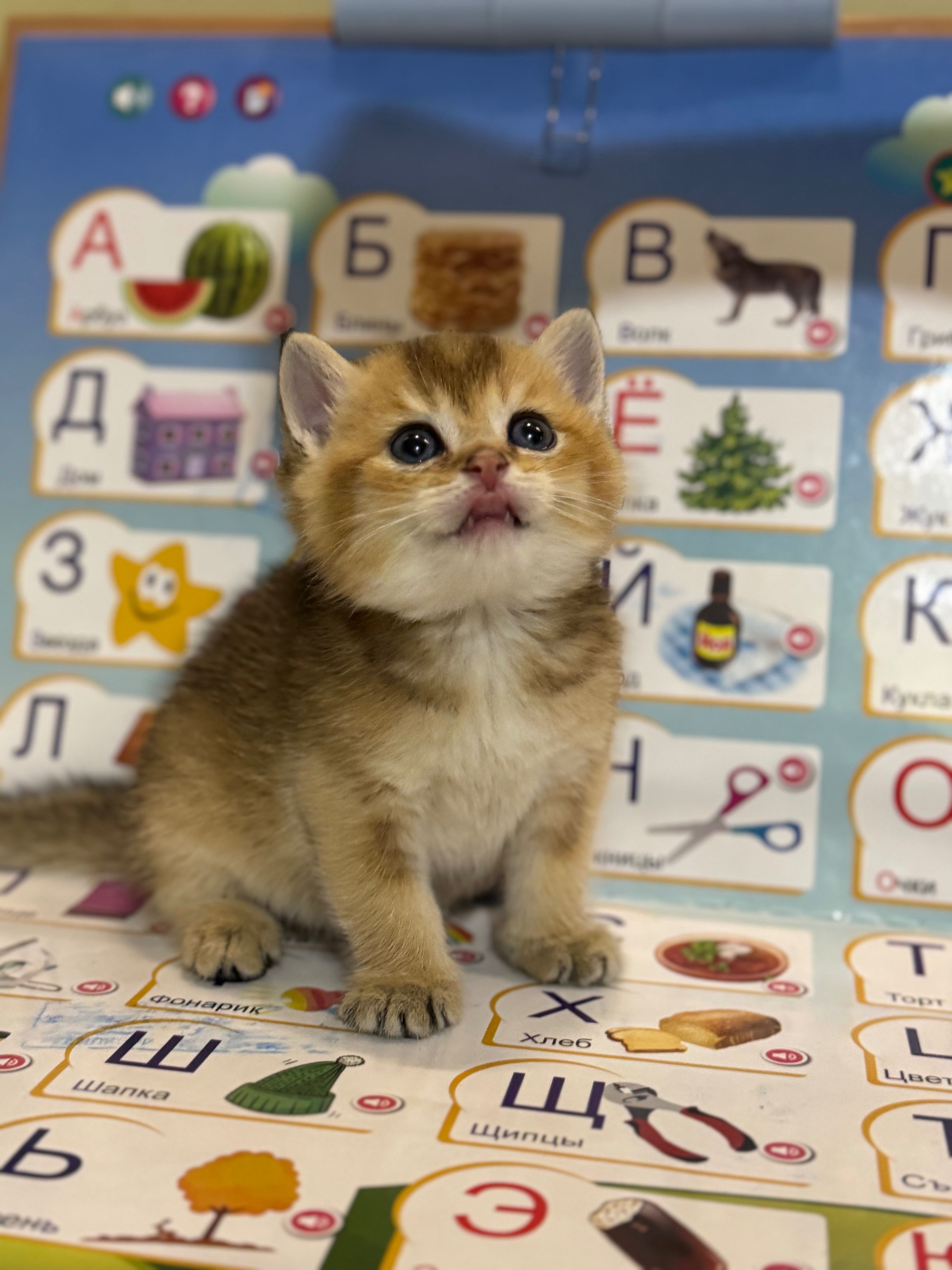 Продаются котята золотая шиншилла