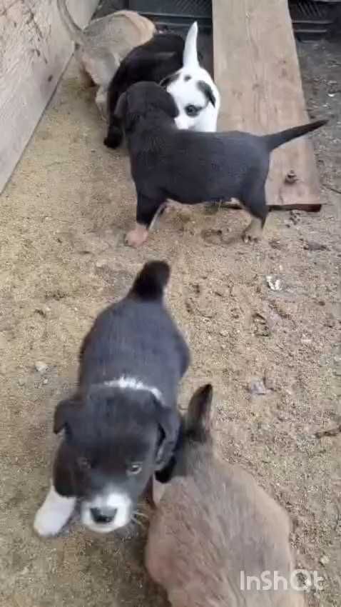 Щенки в добрые, ответственные руки