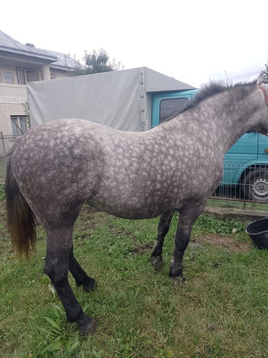 Mânză de vânzare