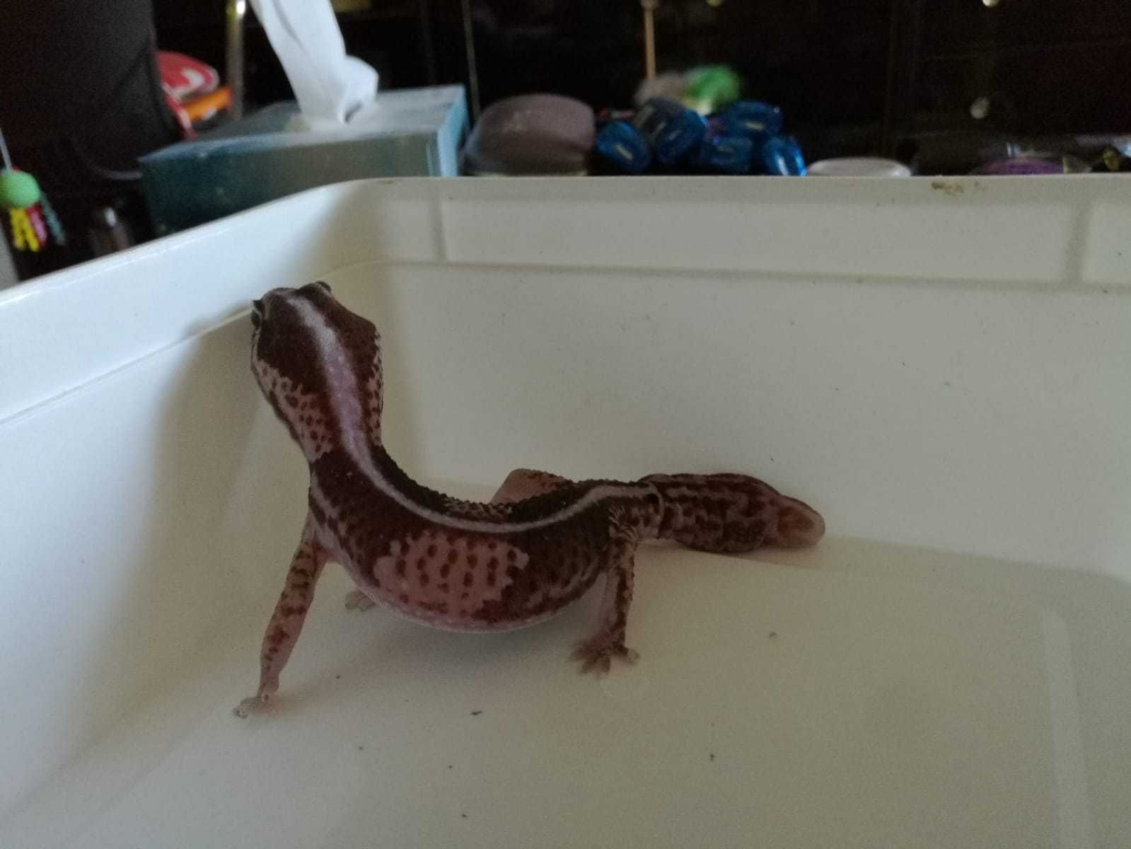 Vând șopârla Gecko African                
      Fat tail gecko.