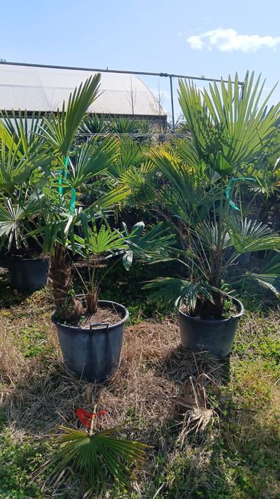 Palmieri diferite specii și marimi