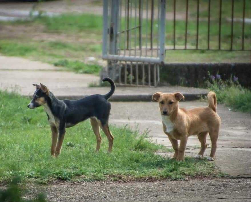Кученца търсят дом