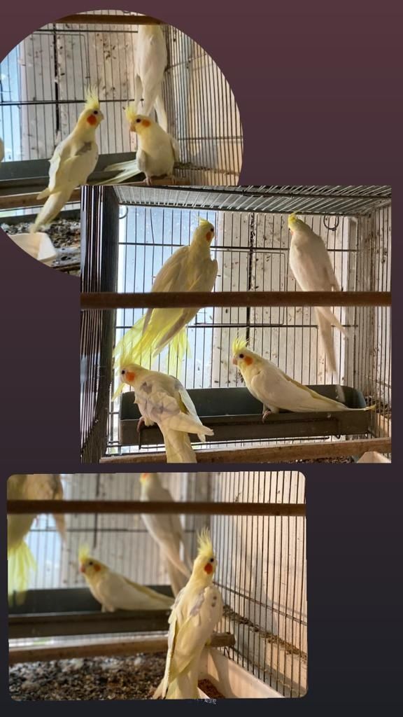 Perusi, Agaponis, Nimfe, Rozela, Micul Alexander, Kakarichi