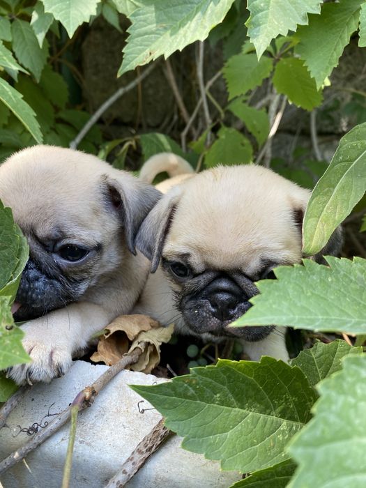 Мопс на вязку кобель