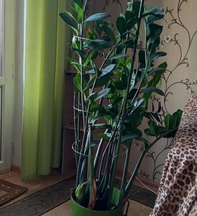 продам комнатный цветок долларовое дерево