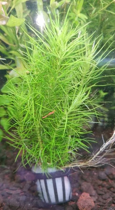 Аквариумни растения