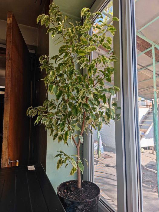 Фикусы Бенжамина