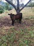 Vițel de vânzare rasă angus