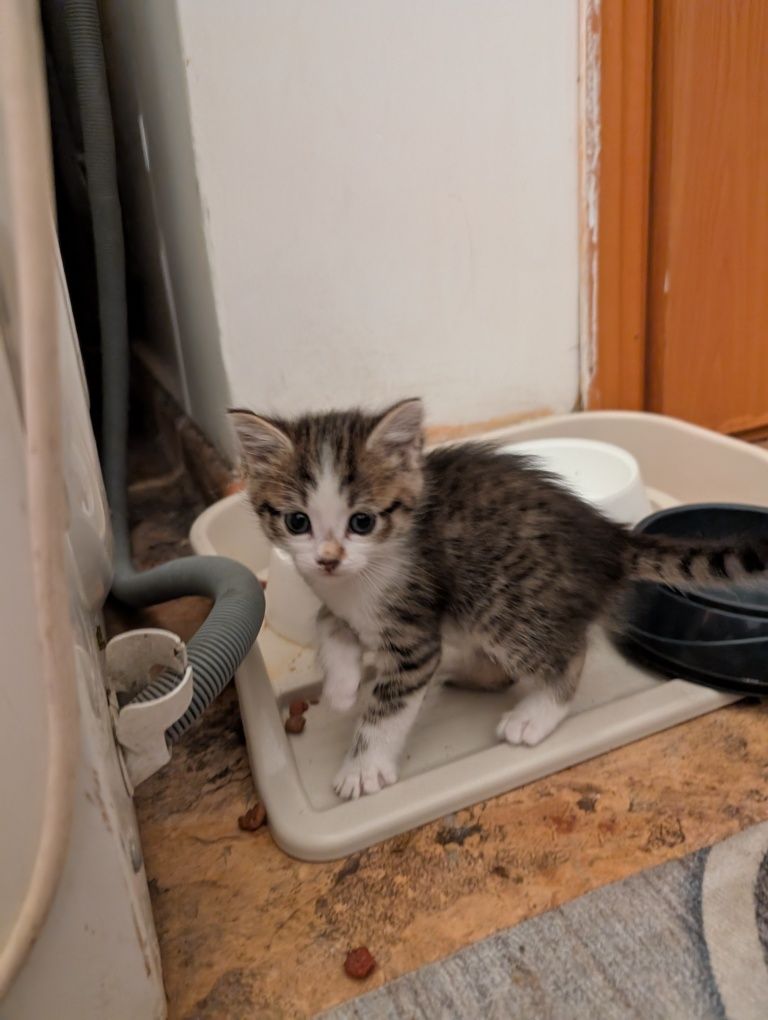 Отдам котенка,девочка