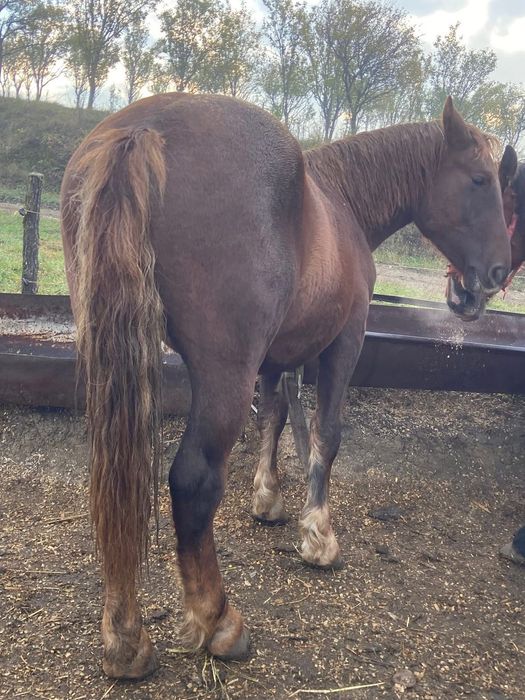 Vand manji pentru tinut sau pentru abator