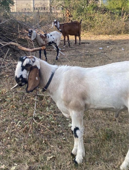 Vindem capre anglonubiene