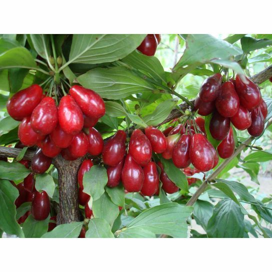 Arbusti fructiferi (Cornus Mas  )