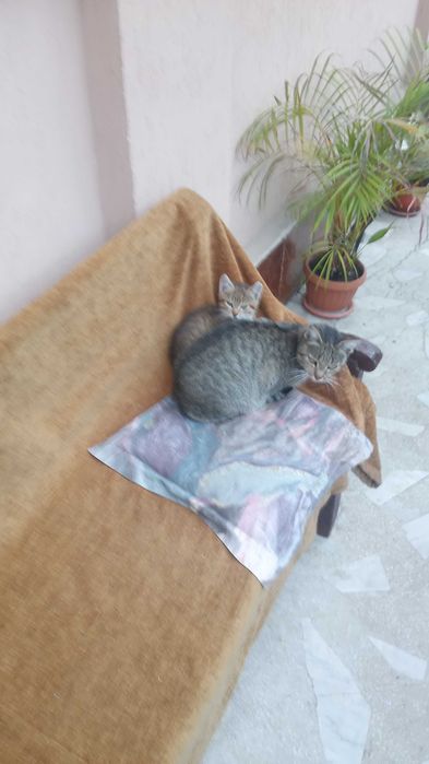 Donez 1 pisoi/pui de pisica cuminte și jucăus