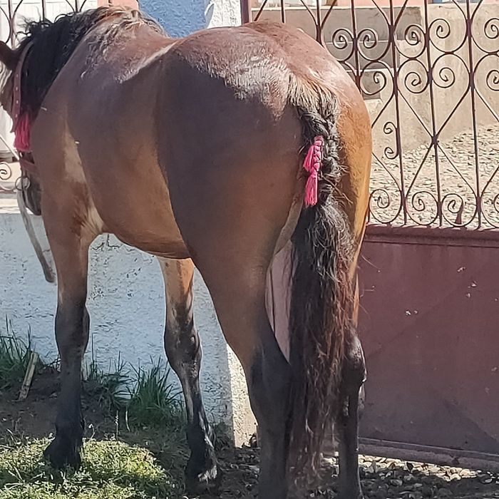 Vând sau schimb mânz de un an 1 50 la greabă