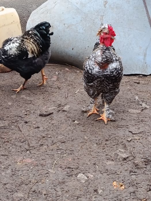 Cocosi moțați ,golași talie f mare