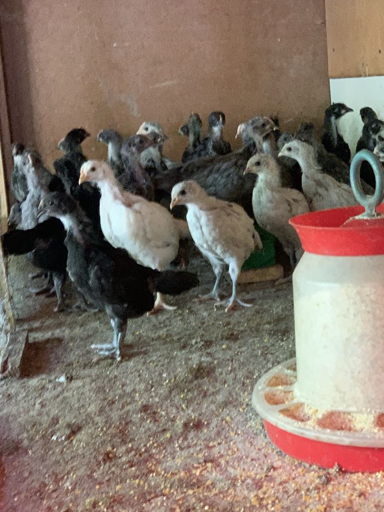 Pui de Australorp de vanzare