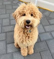 Продаеться собака  ГОЛДЕНДУДЛ