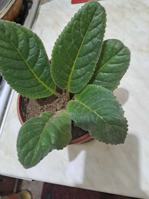 Глаксиния цветёт красными цветками