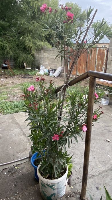 Олеандр роза …..