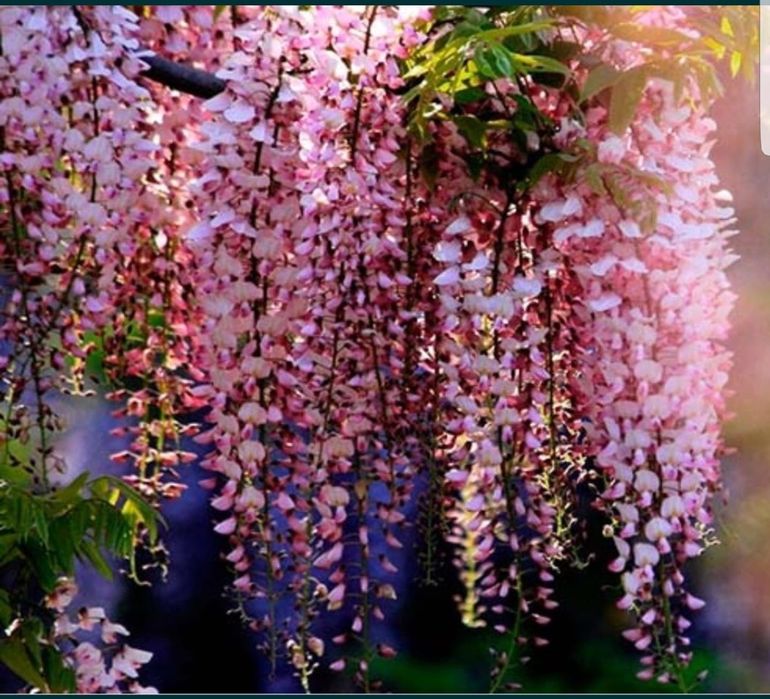 Glicina planta liana si parfumata