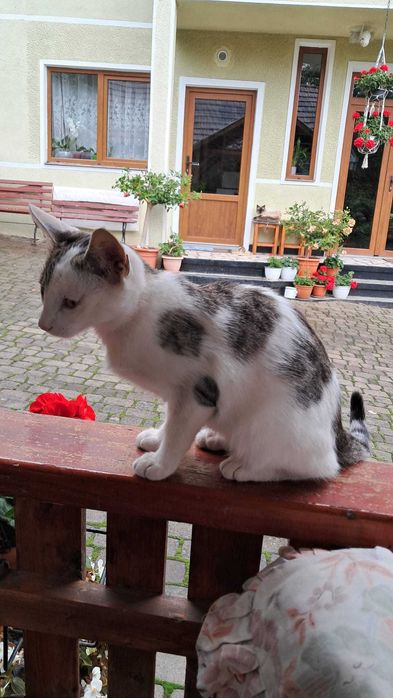 Ofer spre adopție trei pisici metis din Geoagiu-Bai / Jud HD