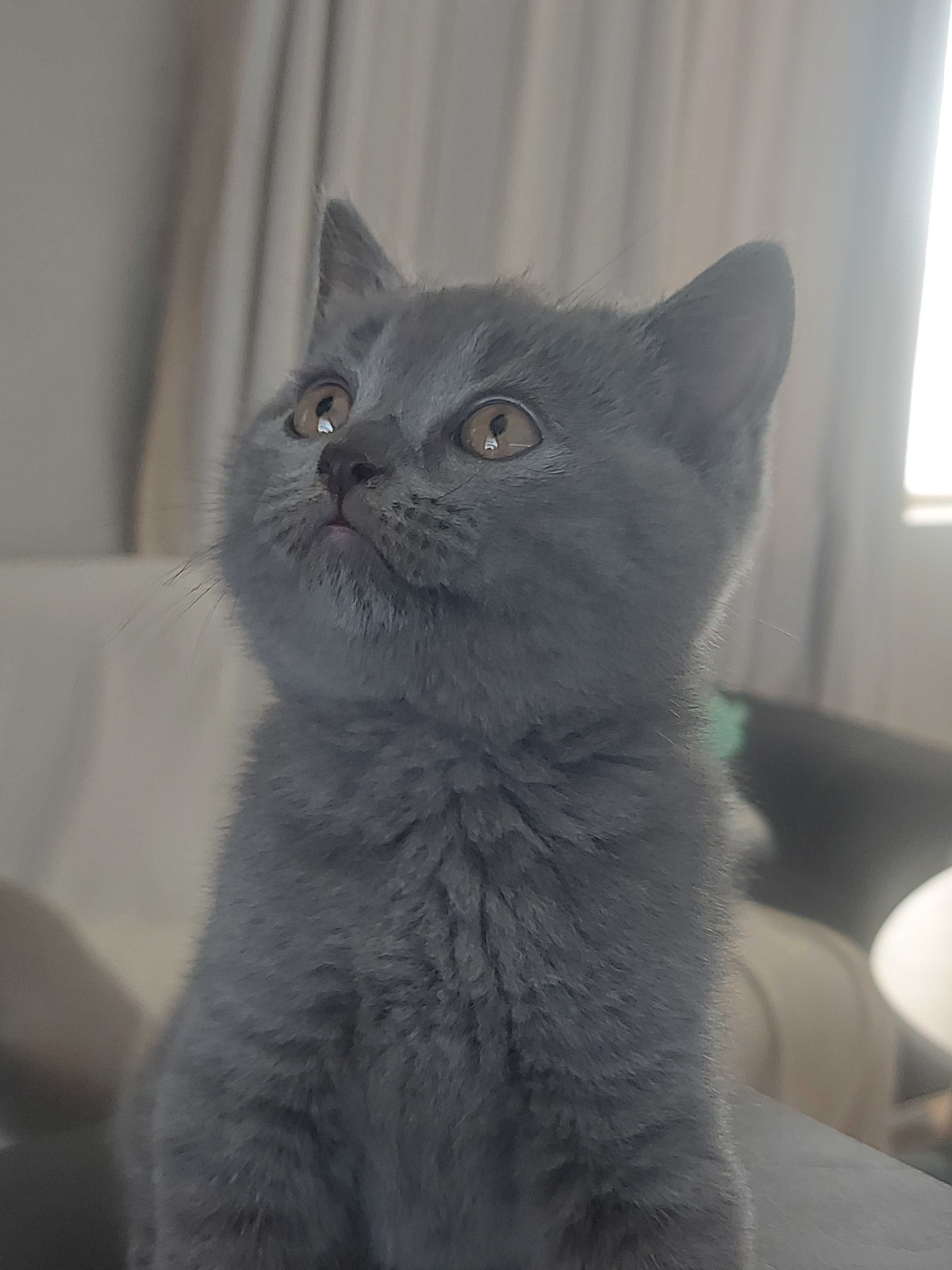 Британски котенца