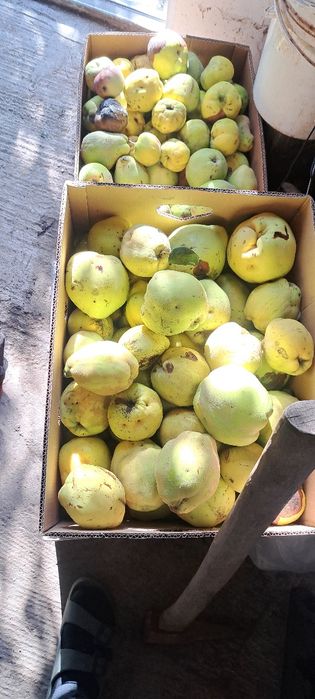 Gutui pt palinca