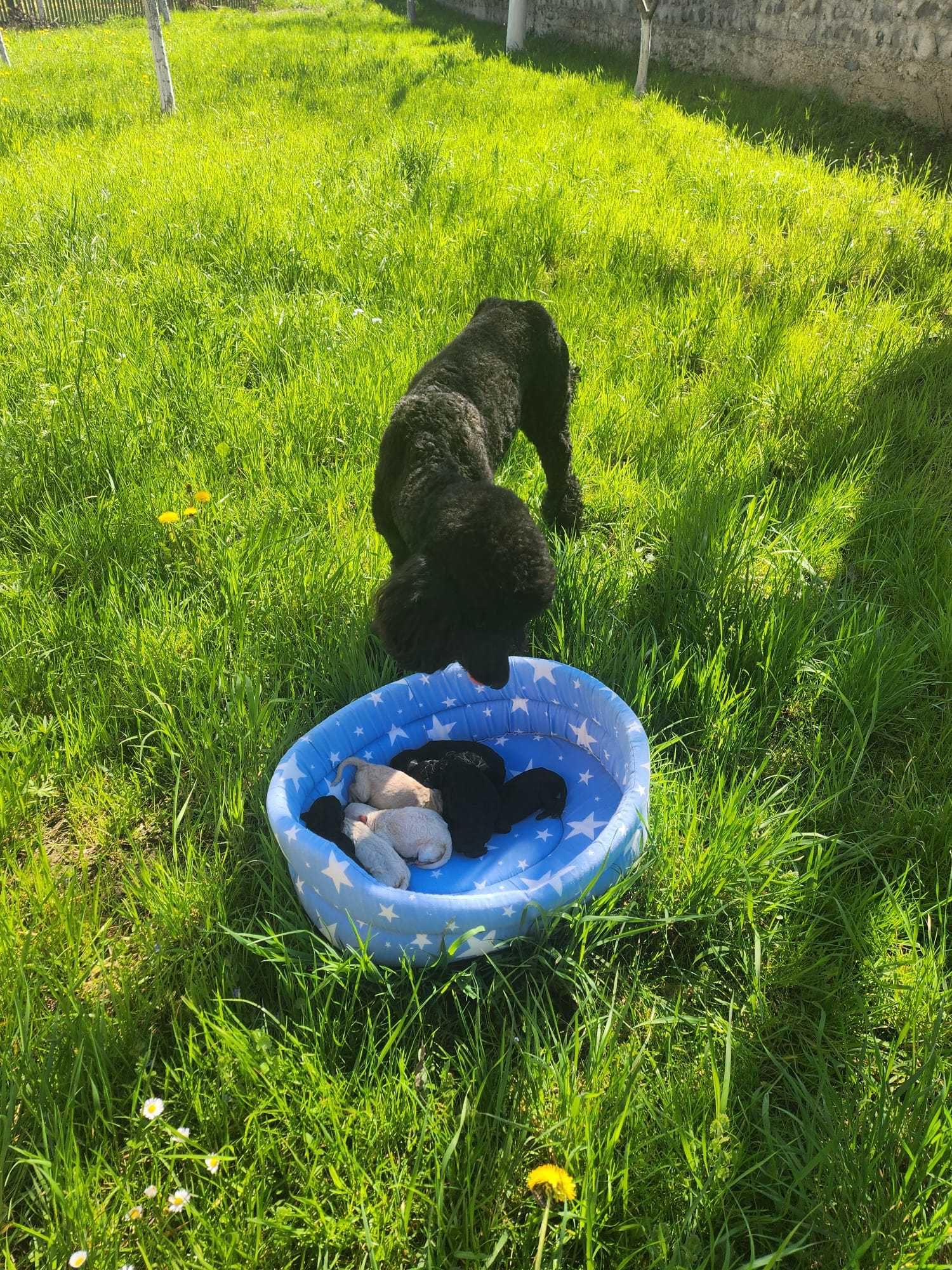Pui de Pudel( Caniche) Standard Black cu Pedigree Femela disponibilă