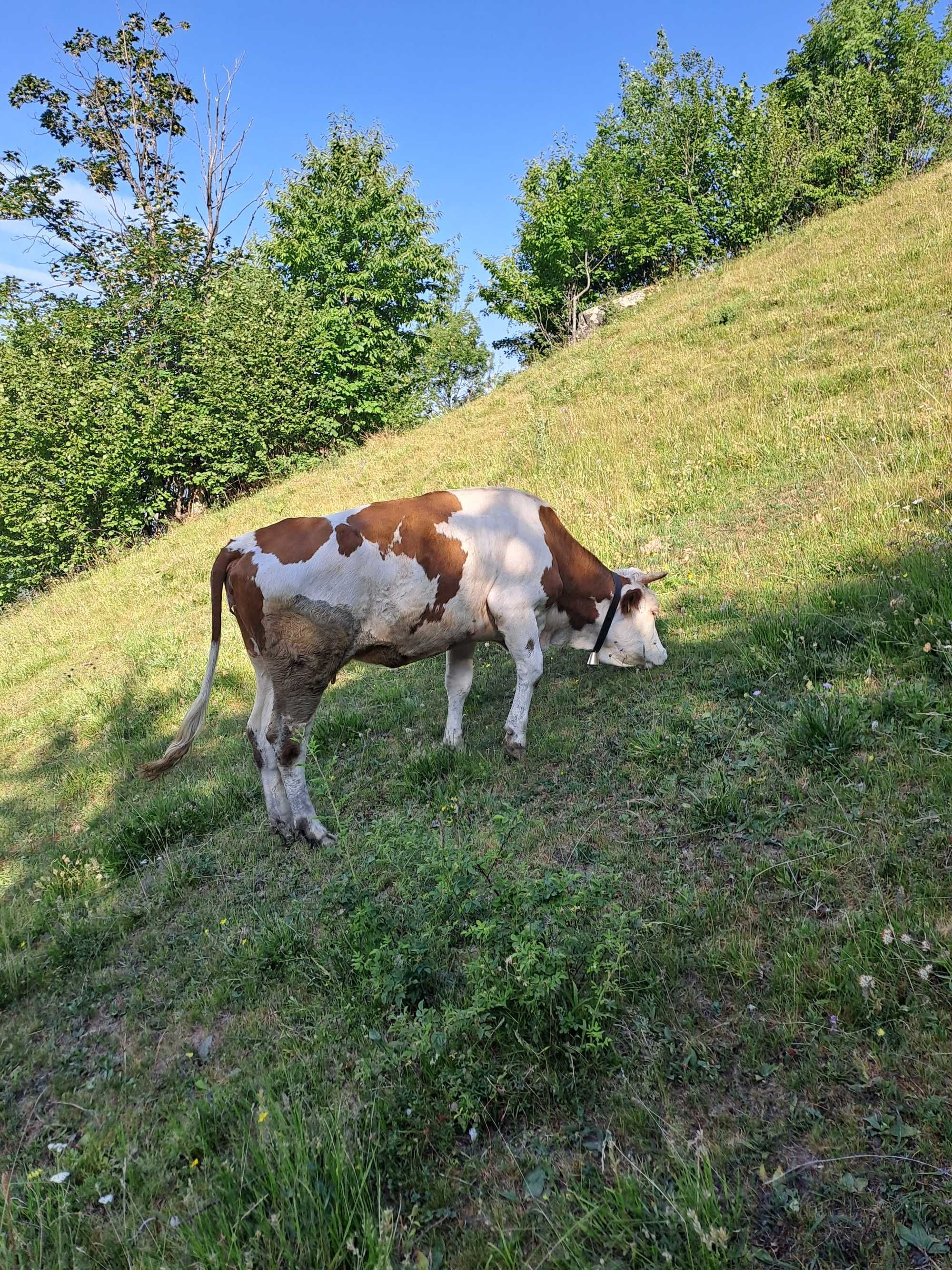 Vând juninca fatată cu vițel