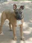 Donez amstaff  8 luni